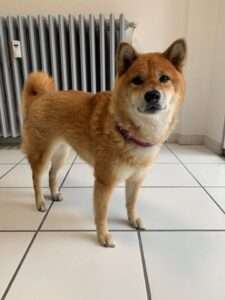 Juna, le shiba Inu mascotte de l'agence de communication AdFeed sur Valence